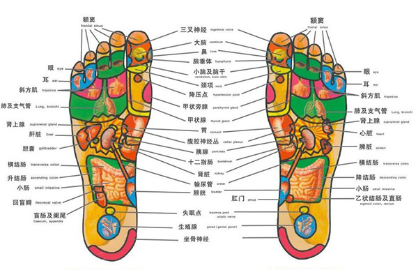 右脚掌对应身体部位图图片