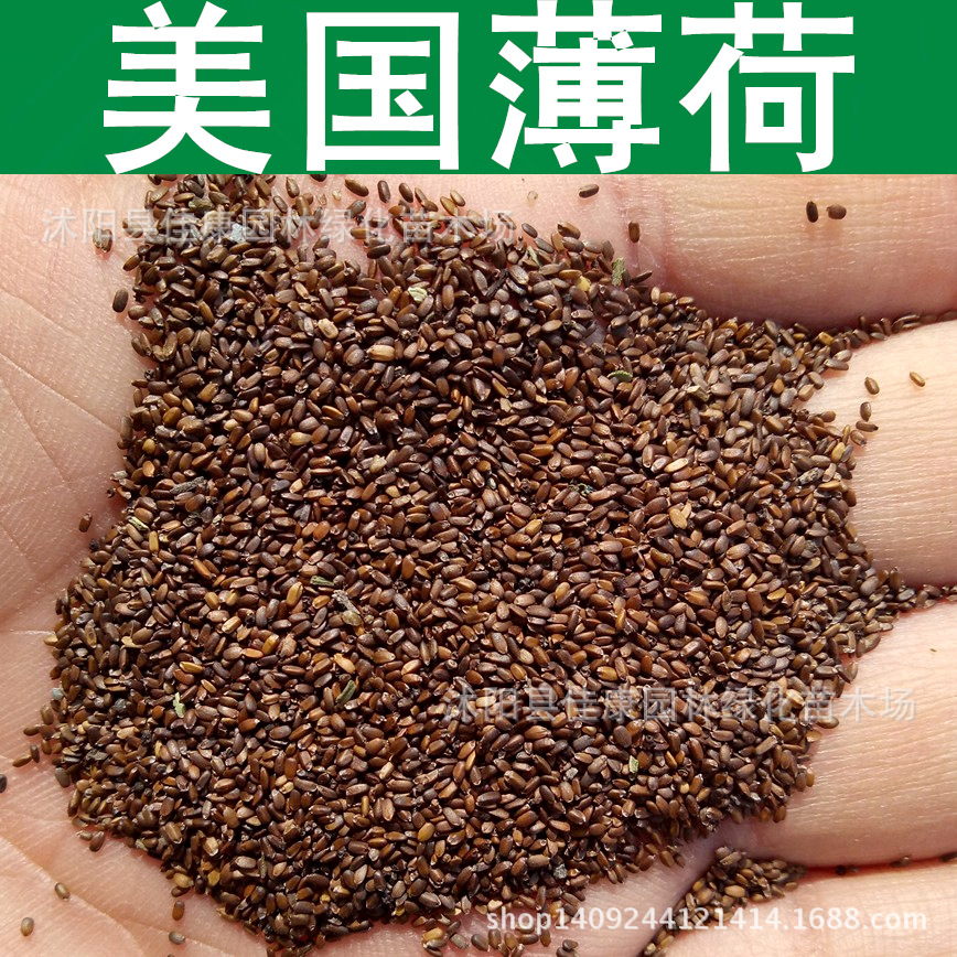 草花种子美国薄荷种子佛手甜马薄荷种子1件1斤