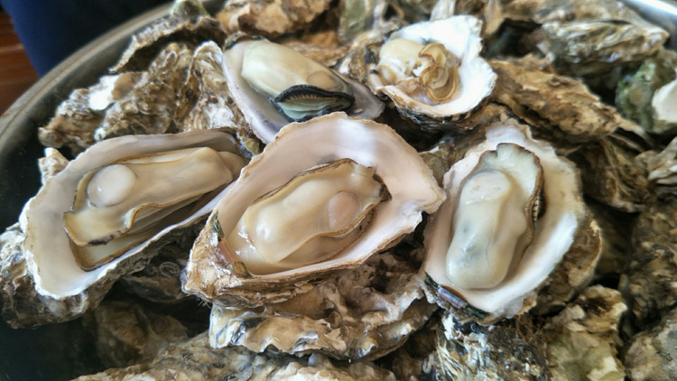产地货源 山东海鲜 牡蛎生蚝鲜活批发 烧烤贝类 顺丰