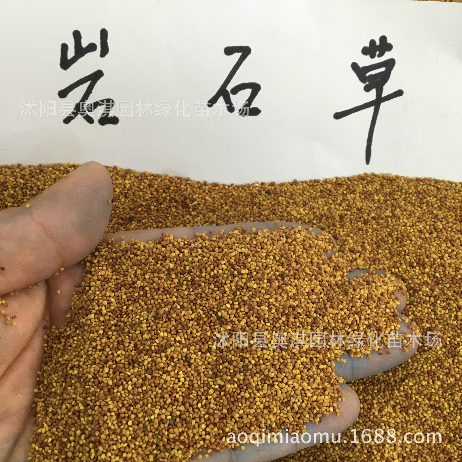 情思草种子 草娃娃种子 室内生态盆栽微景观迷你植物创意桌面摆件