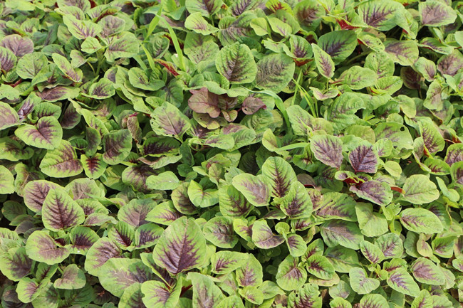 新采圆叶红苋菜种子 蔬菜种子 耐热性好高产 阳台盆栽多次采.