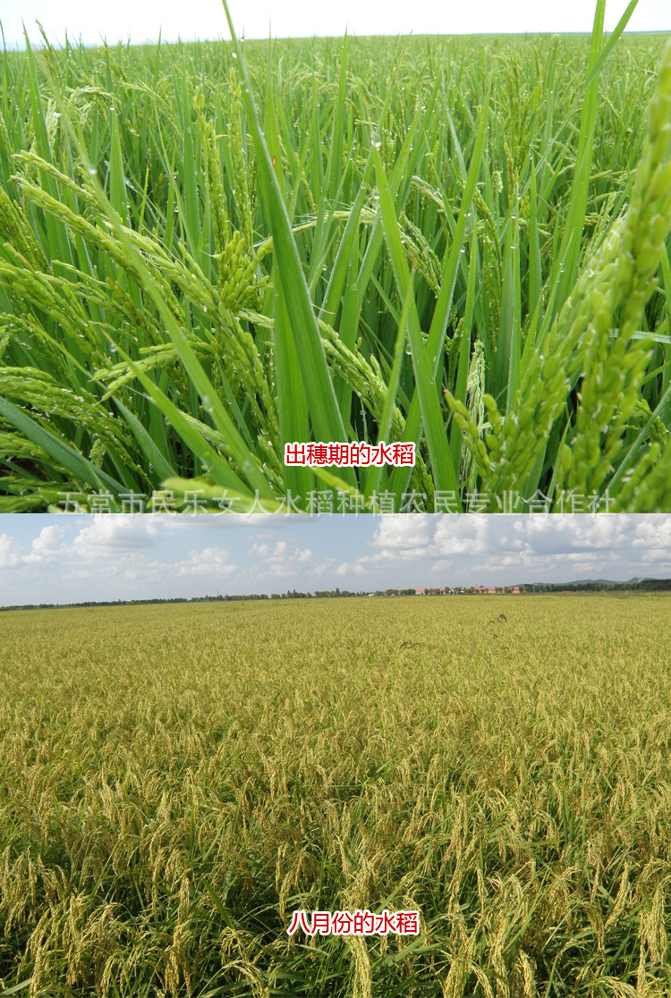 龙盾1614水稻品种简介图片