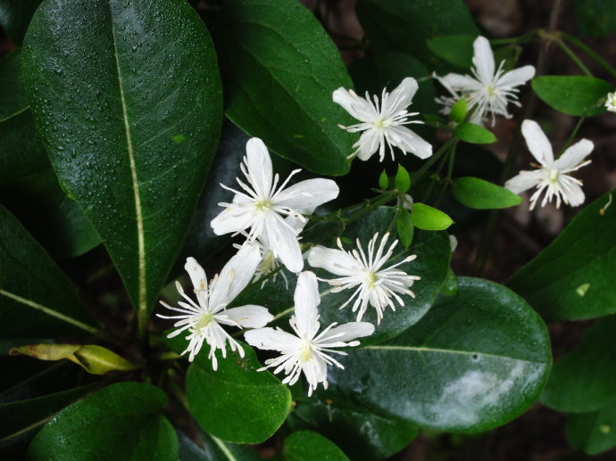 威灵仙提取物 10:1白头翁 灵仙提取物 铁扫帚提取物