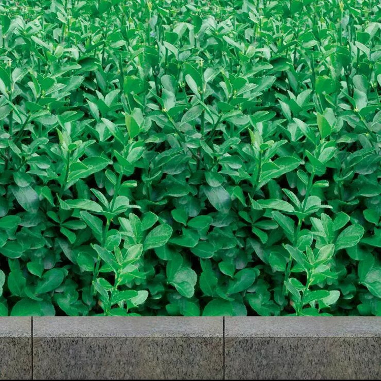 辽宁防寒绿布厂家-新料加厚防寒布生产加工-双膜加重型园林绿化布