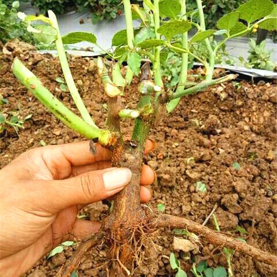 精品玫瑰花大苗 2-3年玫瑰苗优质3年苗老桩观赏花卉种苗 品种齐全