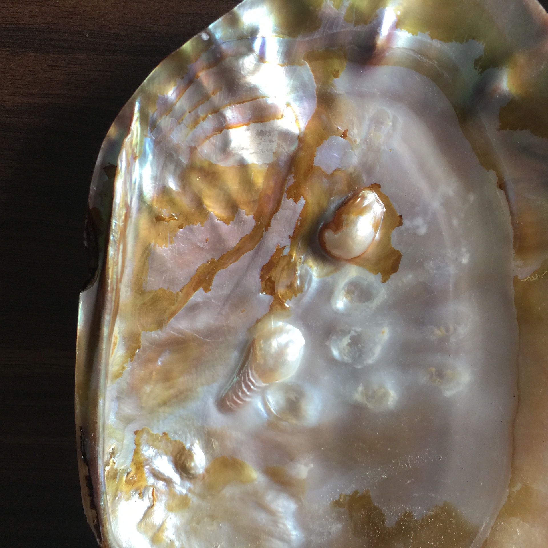 珍珠蚌壳 天然贝壳海螺 地中海鱼缸家居装饰 抛光打磨饰品工艺品