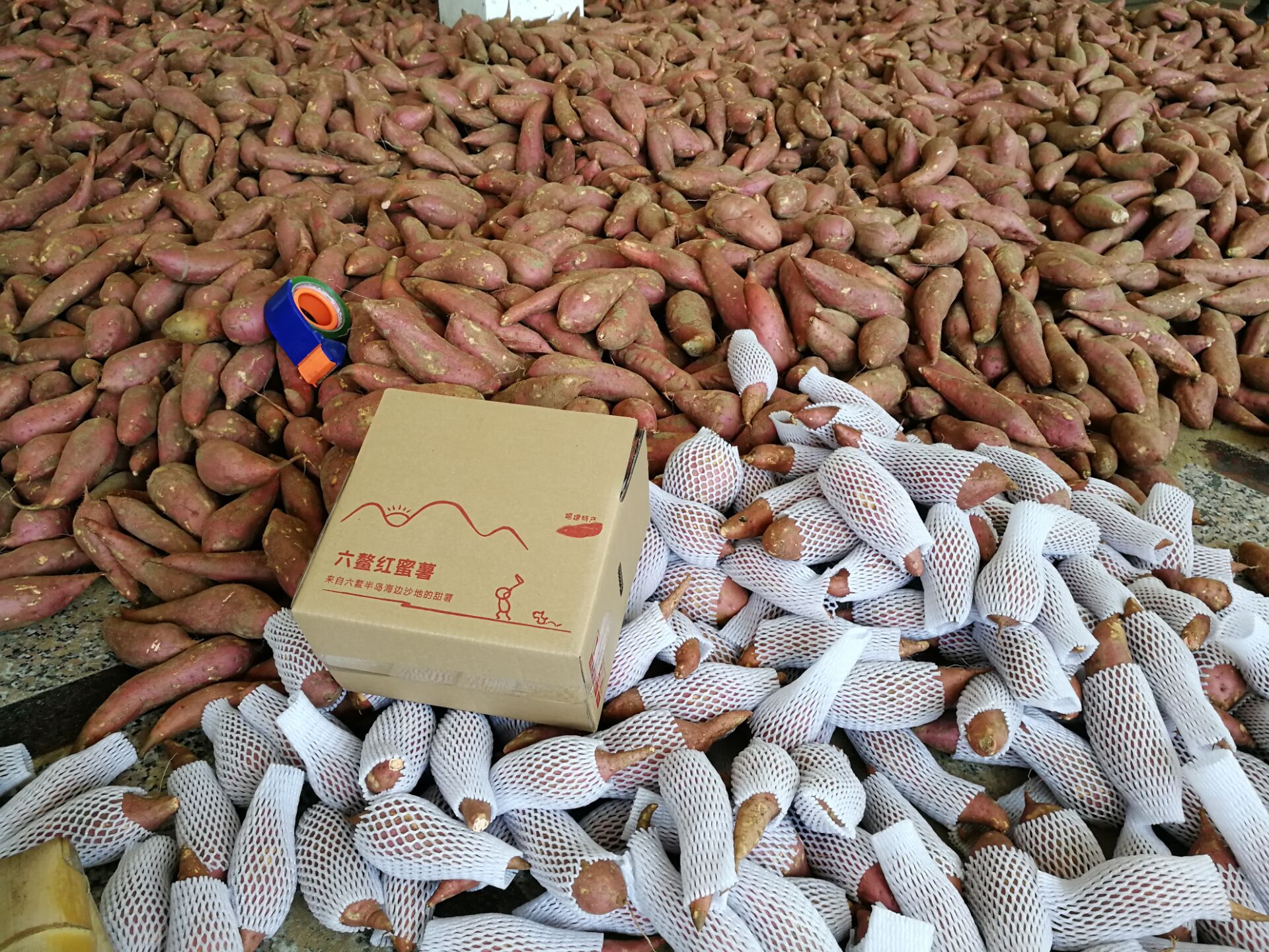 六鳌蜜薯红薯 福建漳州六鳌红心地瓜 5斤一件代发