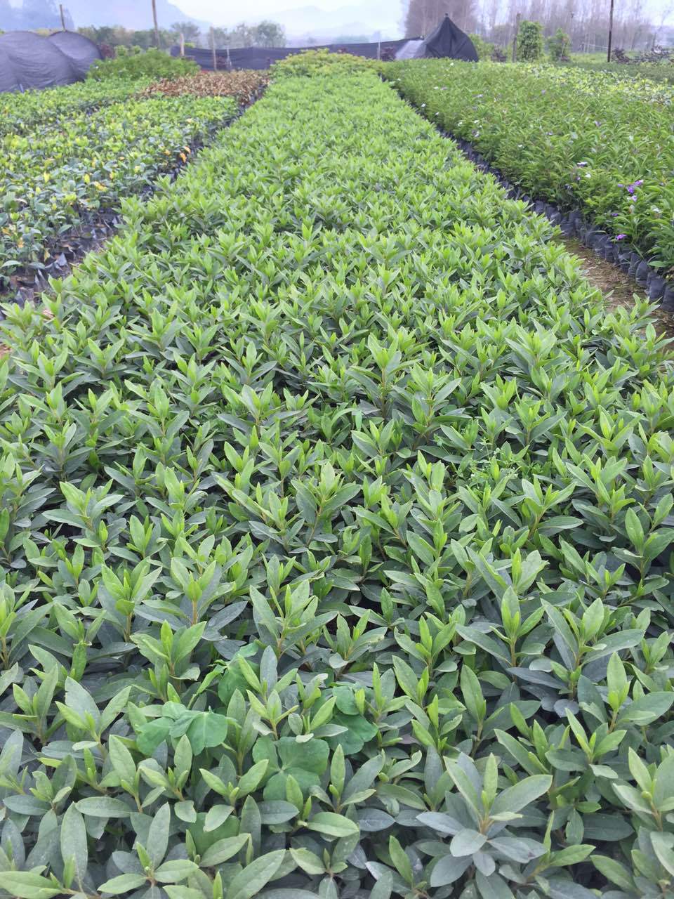 批发毛娟小苗 杜鹃花苗 庭院观花植物可盆栽毛杜鹃 基地直销