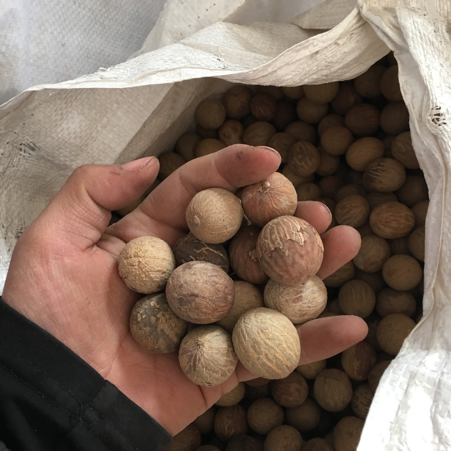 批发优质22mm以上白菩提根原籽菩提根原料大菩提根雕刻原籽