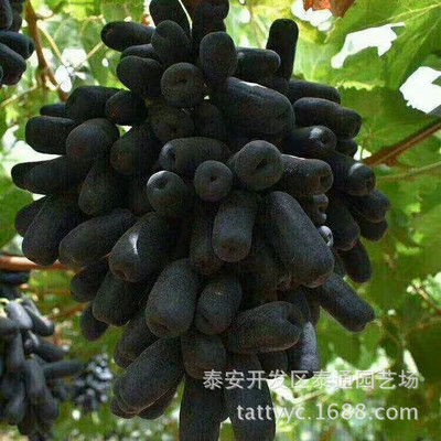 基地出售当年坐果嫁接红提 早熟葡萄苗出售 金手指 蜜光葡萄树苗