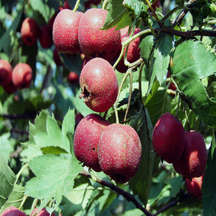 基地新品种果树山楂树苗大糖球山楂树苗庭院盆栽果树苗南北方种植