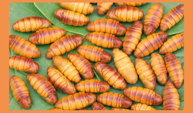 【北方特产】供应食用鲜活雄蚕蛾 活蚕蛹 神仙蛹 美味食材