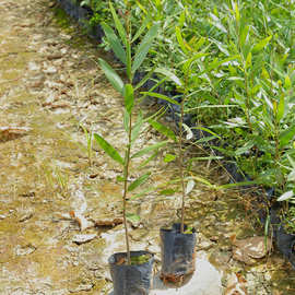 台湾相思苗木批发  批量种植生命力旺盛易成活 漳浦宏景种植基地