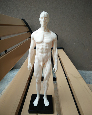 人体模型 设计绘画cg参考医用人体模型 仿真人人体模型男皮肤30cm