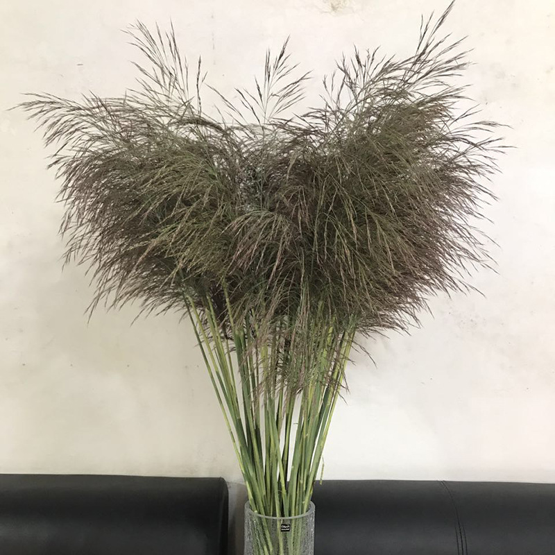 家居软饰纯天然植物干花芦苇草 创意装饰插花干枝大芦苇花