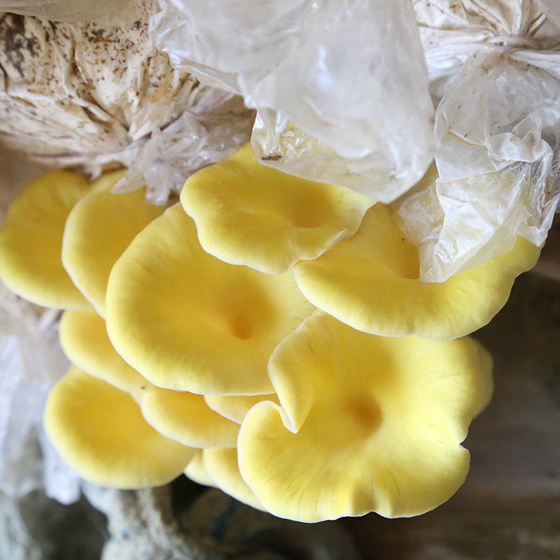 厂家大量 加工培育榆黄菇菌包 榆黄菇菌包菌棒蘑菇菌包
