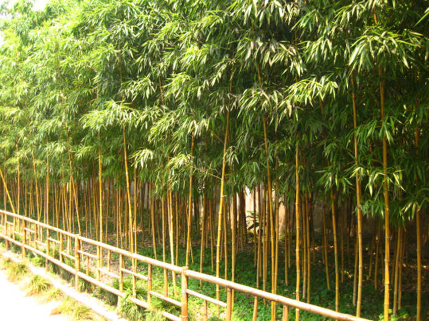 批发碧玉间黄金竹苗 青竹苗 金镶玉竹子苗 庭院绿化植物玉韵竹