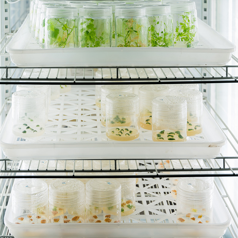 宁波江南 藻类培养箱 专用型培养箱 alz系列