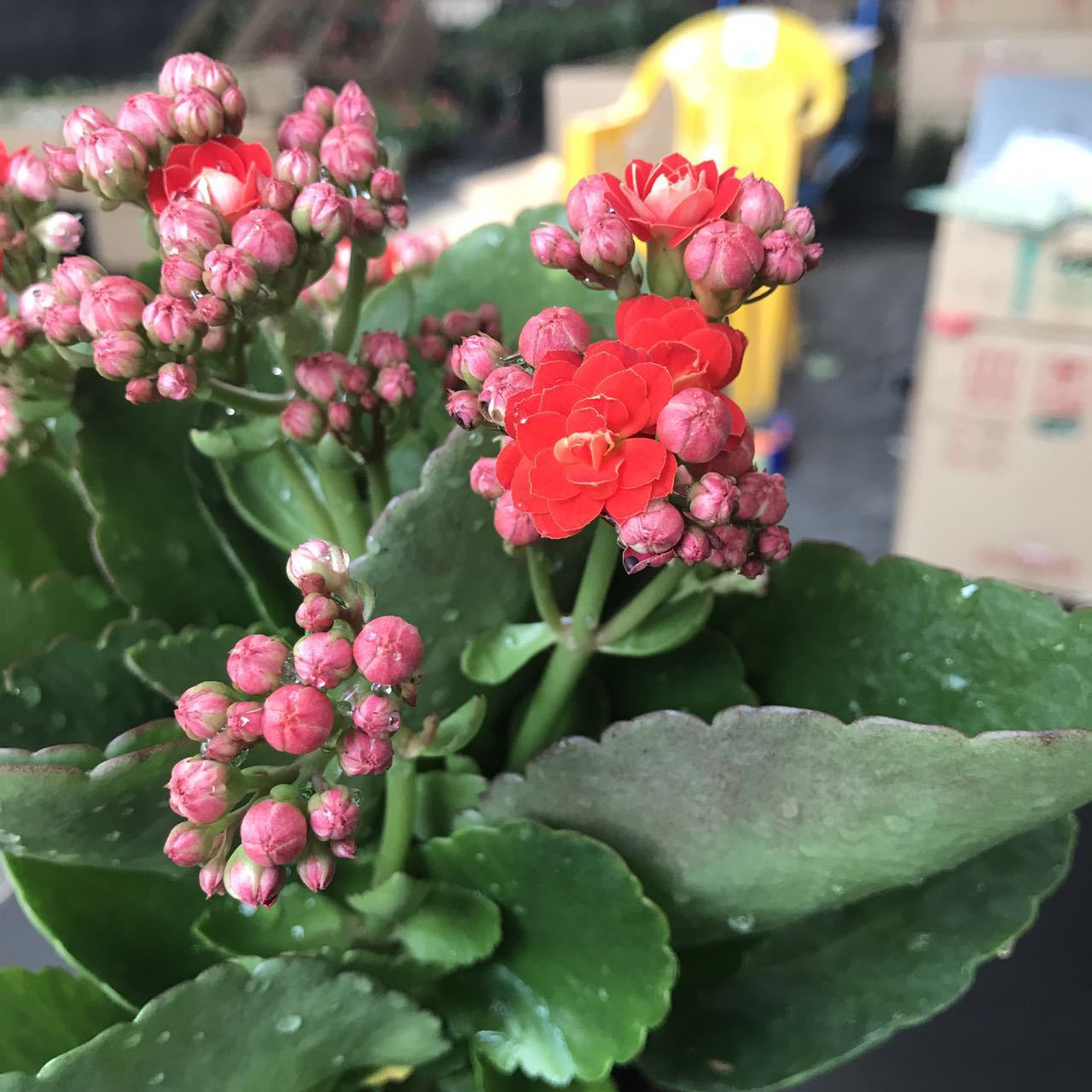 广州基地直销 长寿花 圆叶玫瑰红 多肉类 室内植物 花卉盆栽