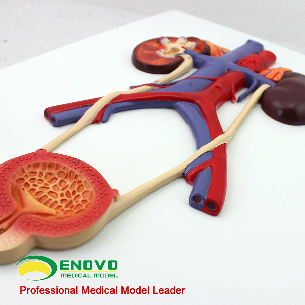 enovo颐诺医学教学模型enovo颐诺 医学教学模型泌尿系统模型
