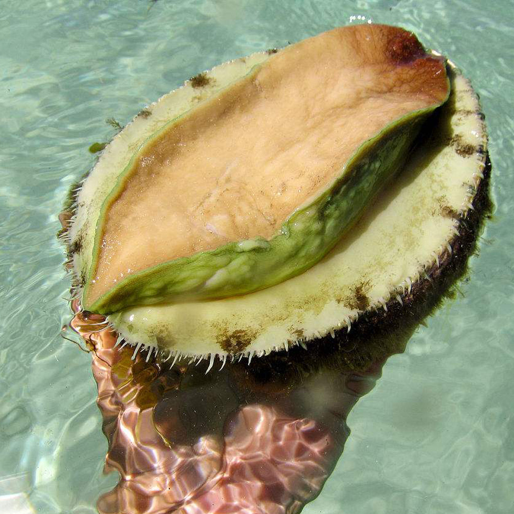 澳鲍荟澳洲原装进口液氮刺生级野生带壳青边鲍鱼 1只袋装海鲜水产