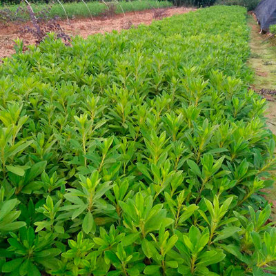 工程绿化苗木春鹃扦插小苗 庭院观赏绿化植物春鹃 价格实惠