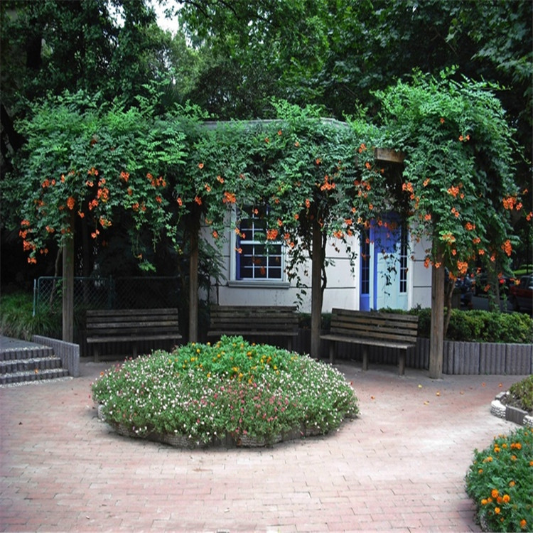 美国凌霄花 炮仗花美化庭院攀援植物生长快攀爬力强围栏花架专用