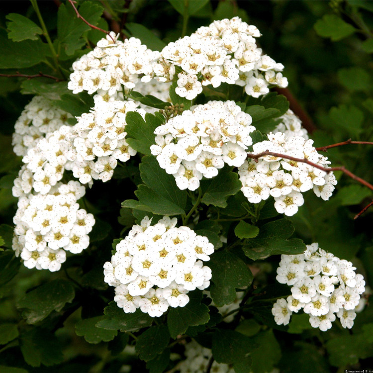 哪里有卖重瓣小手球苗 日本重瓣小手球苗价格 基地批发小手球