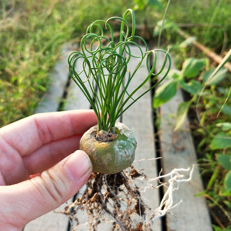 弹簧草实拍2-3cm球根 多肉植物奇趣植物块根球室内外绿植花卉