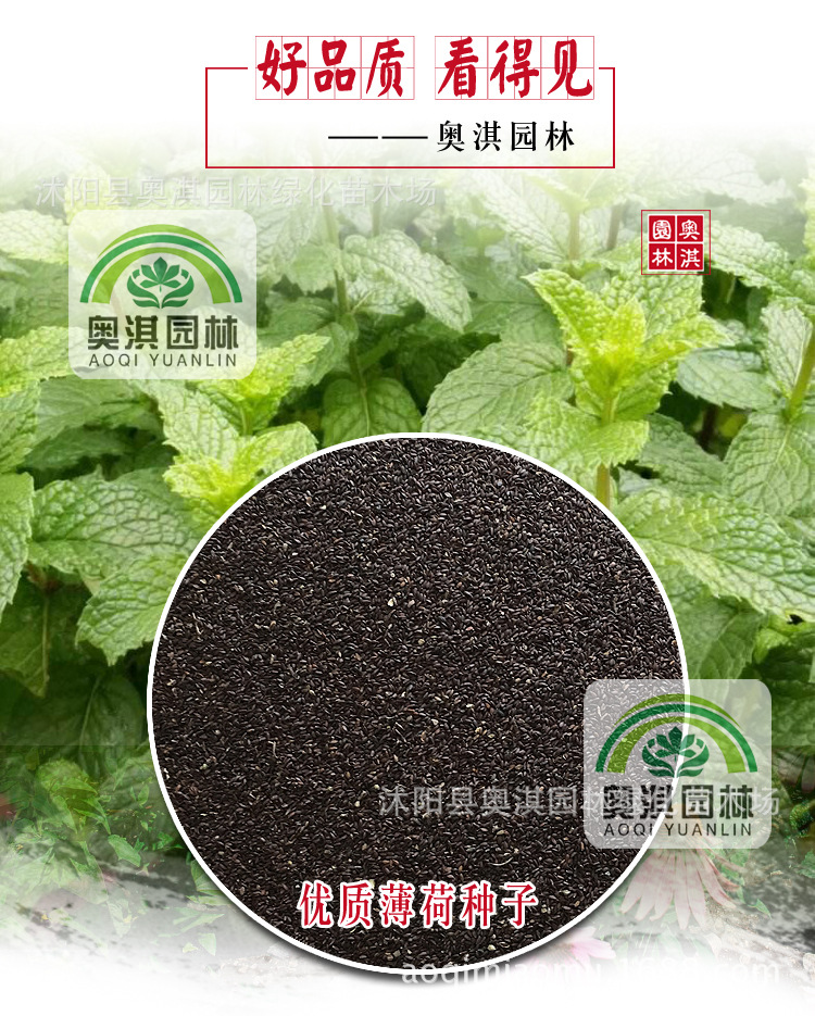 留兰香食用薄荷种子驱蚊香草薄荷室内阳台四季易种盆栽花草花卉籽