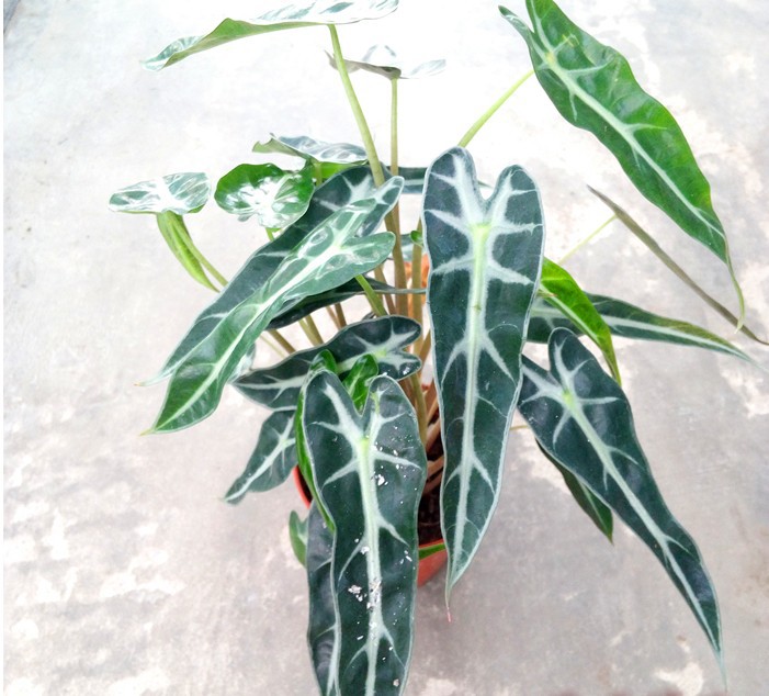 黑叶芋绿植小仙女吸水盆栽办公桌室内花卉小型绿植盆栽竹芋批发