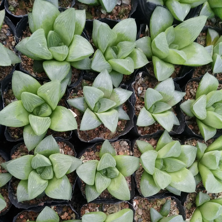 漳州多肉植物批发 帝王寿植物 裸根约4-6cm 花卉绿植盆栽园艺盆景