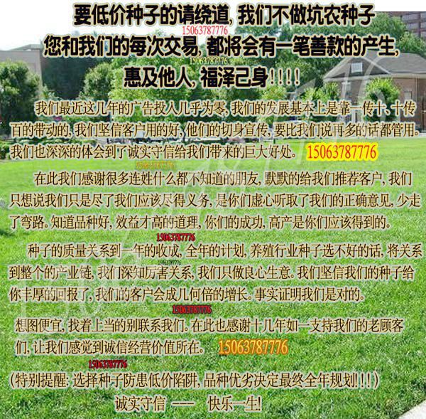 兔子牧草菊苣种子南阳卖牧草种子地方奇可利牧草图片