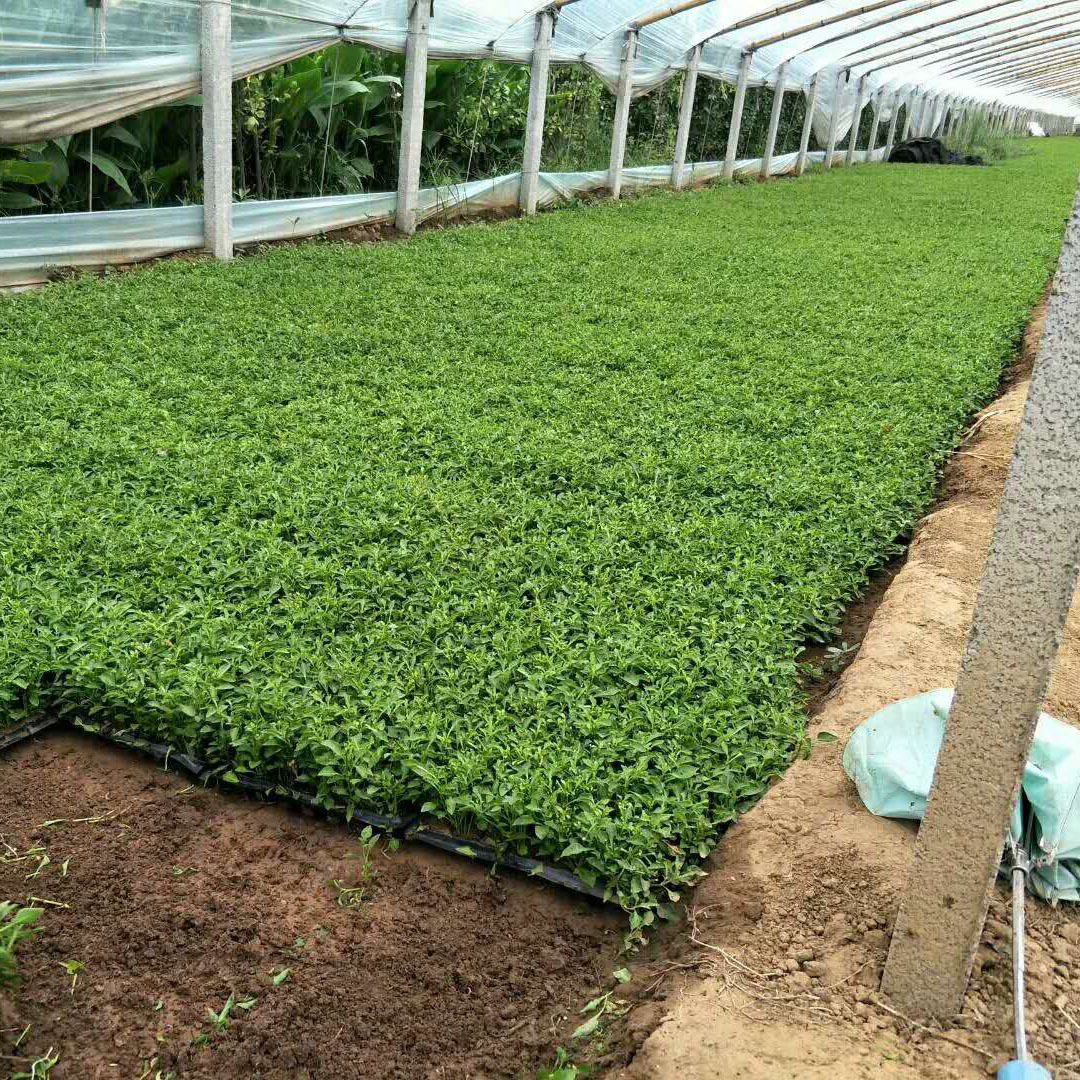 花卉基地批发热销穴盘五色草 立体花坛绿雕草花 红五色草易种植