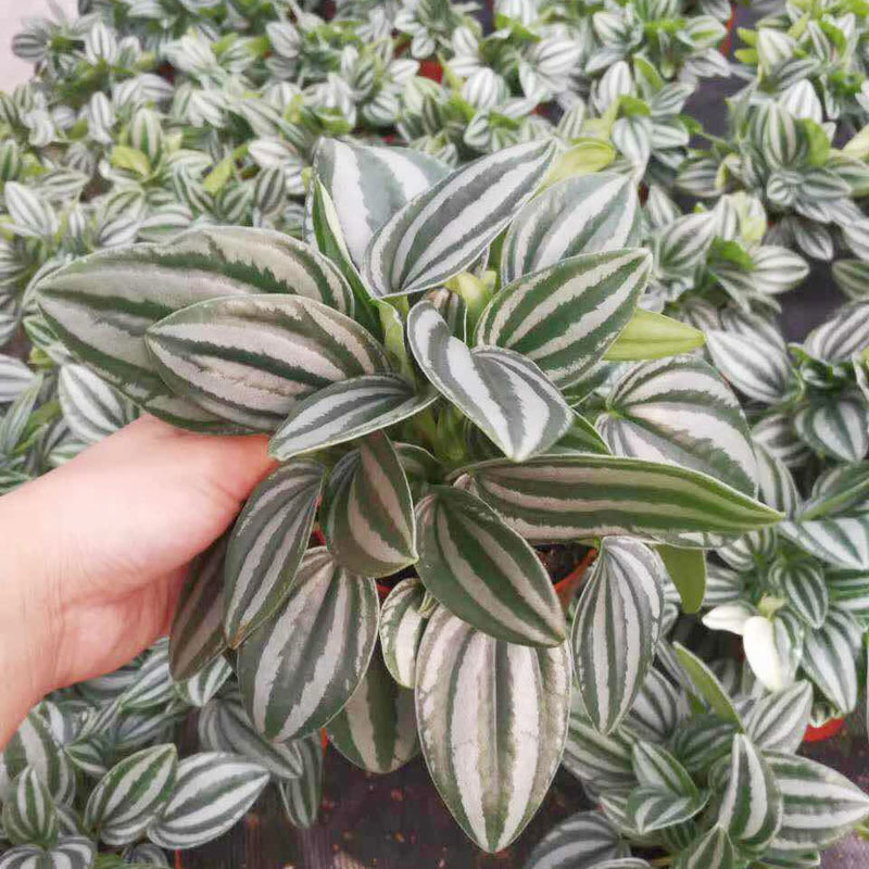 【基地直销】观叶植物小盆栽净化空气观赏绿植盆景(a90)斑马椒草