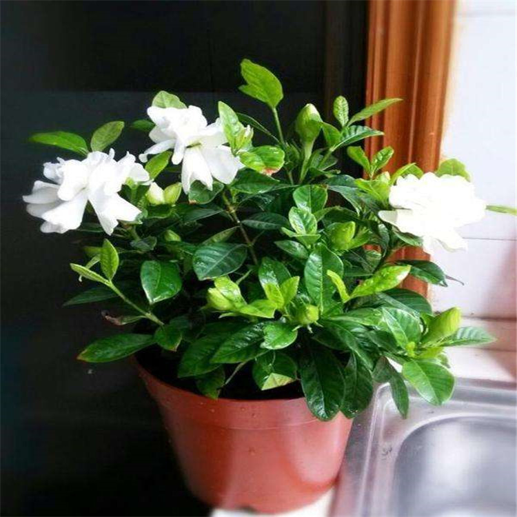 水培栀子花 盆栽水培植物办公室 绿植花卉客厅水养盆栽花