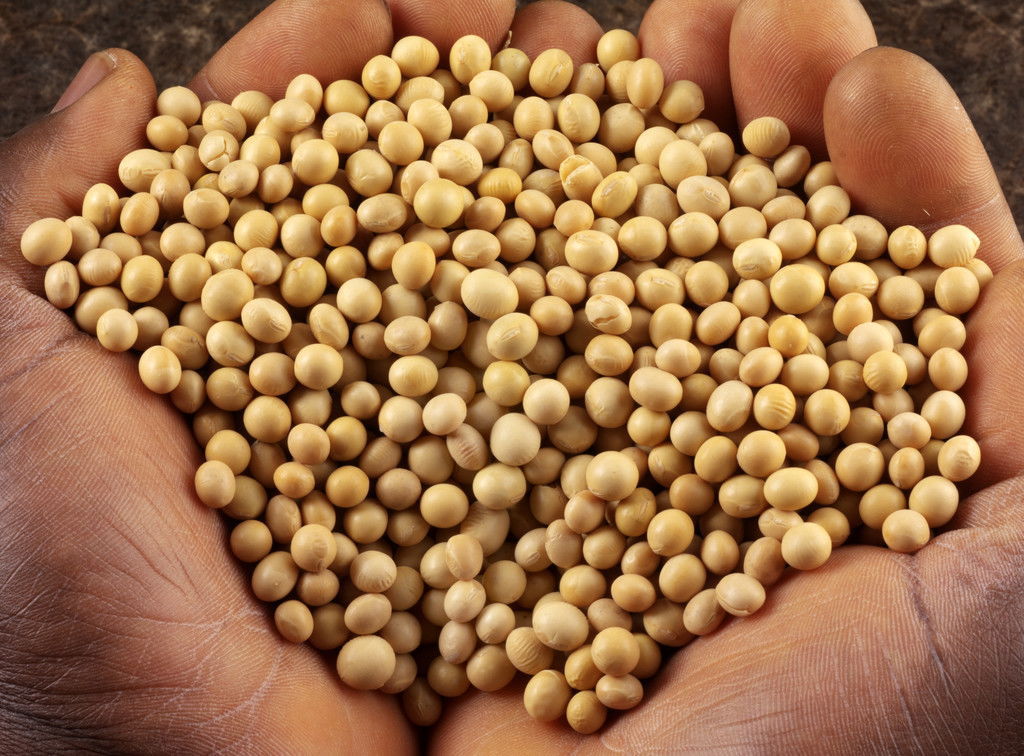 产量高,品质好的的大豆新品种——铁杆千斤豆,铁杆豆,千斤豆