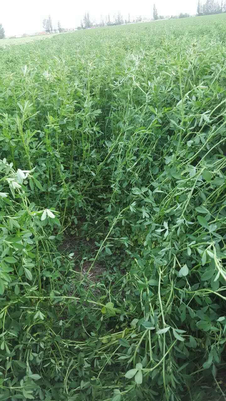 养鹅专用饲料饲草牧草 政府救灾专用 头茬苜蓿草草粉 厂家直销