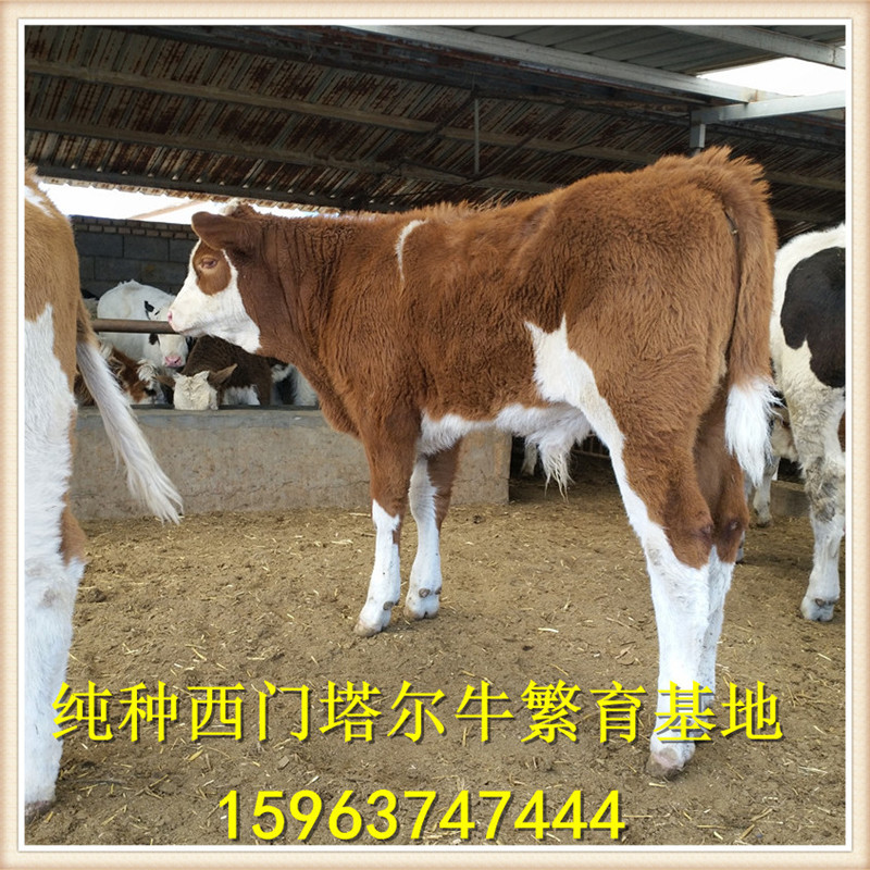 大型肉牛养殖场,2018年小黄牛肉牛价格 西门塔尔肉牛犊提供技术