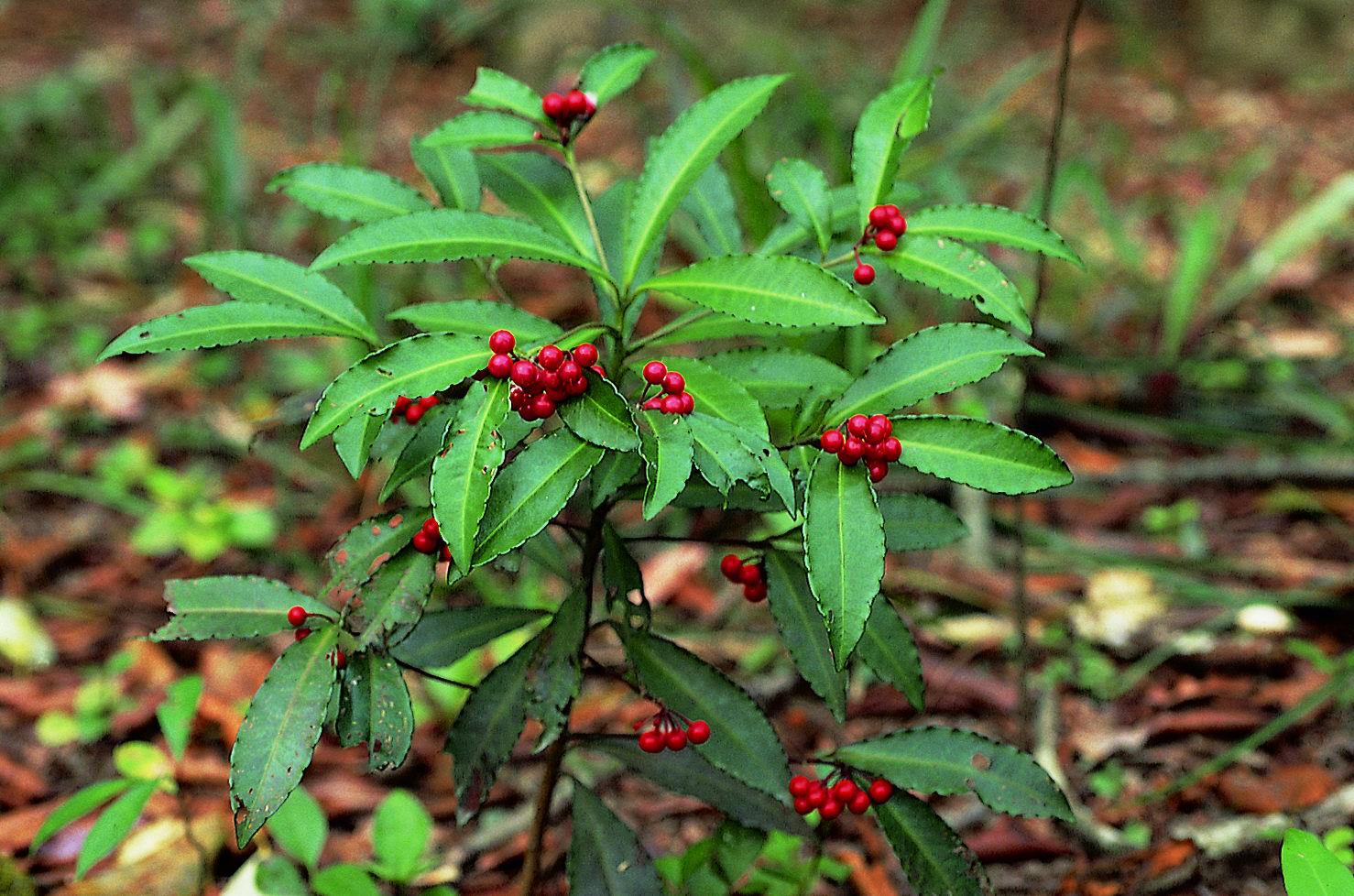 小罗伞提取物 10:1 tlc检测 斑点清晰朱根砂提取物