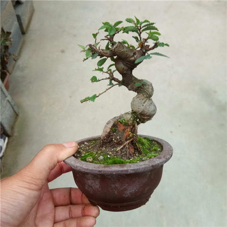 批发榆树小微盆景 掌上榆树盆景 微型盆景 小微盆景素材批发基地