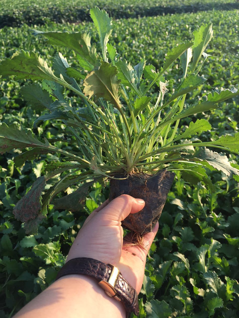 淘宝热榜之抒写素雅,数据化同款推荐!