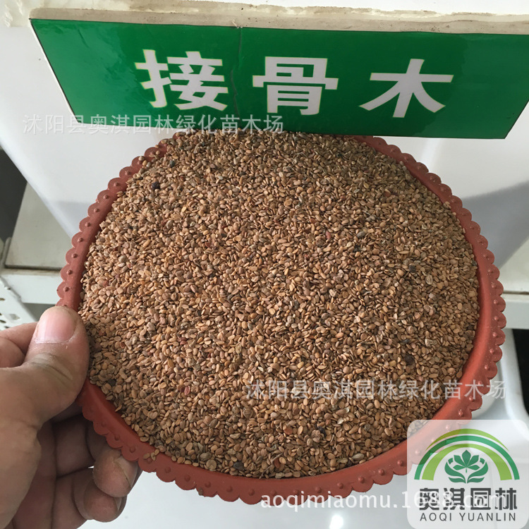 散装接骨木种子公道老扦扦活马尿骚大接骨丹续骨树种子货到付款