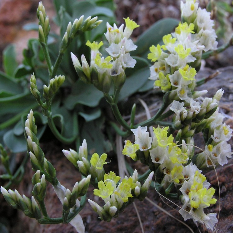 补血草粉补血草浓缩粉补血草纯粉价格