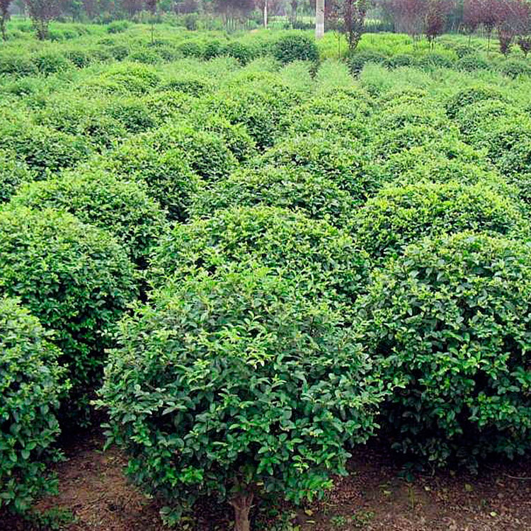 长期供应小叶女贞 精品观赏苗木 基地直售小叶女贞球