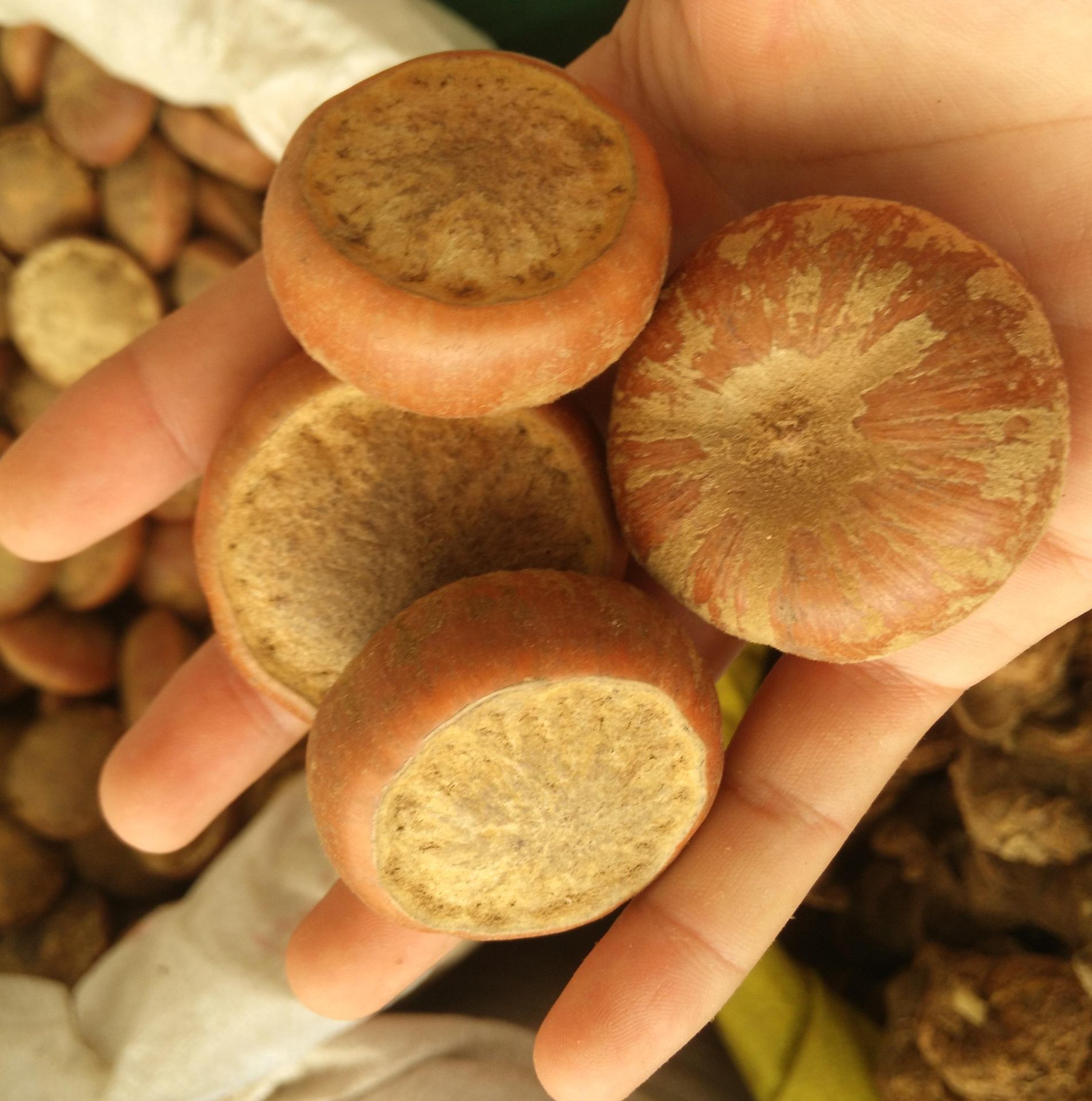 马蹄果 野生山马蹄 天竺粒菩提子 莲花座 天竺子