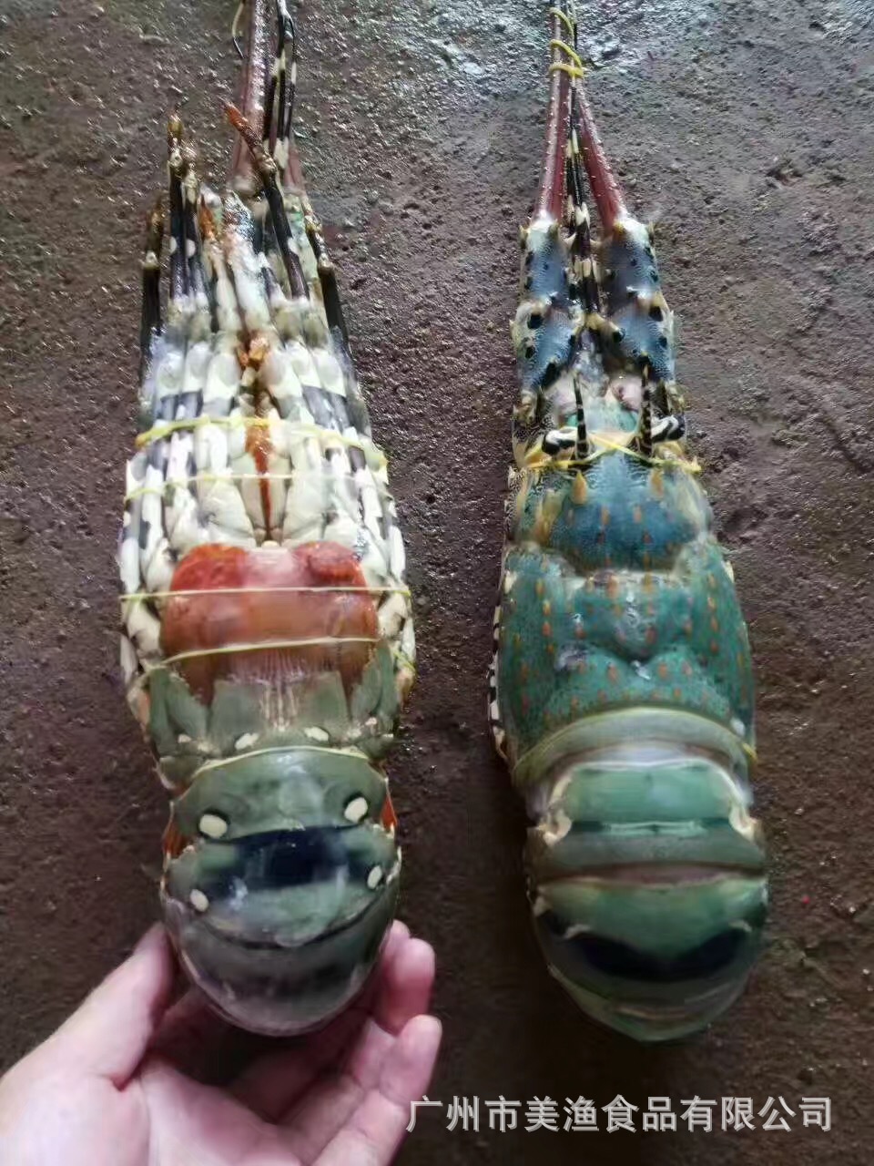 冷冻澳洲鲜冻冻花龙虾 小蜜蜂 大青龙 大花龙虾 1-5斤/条 按斤卖