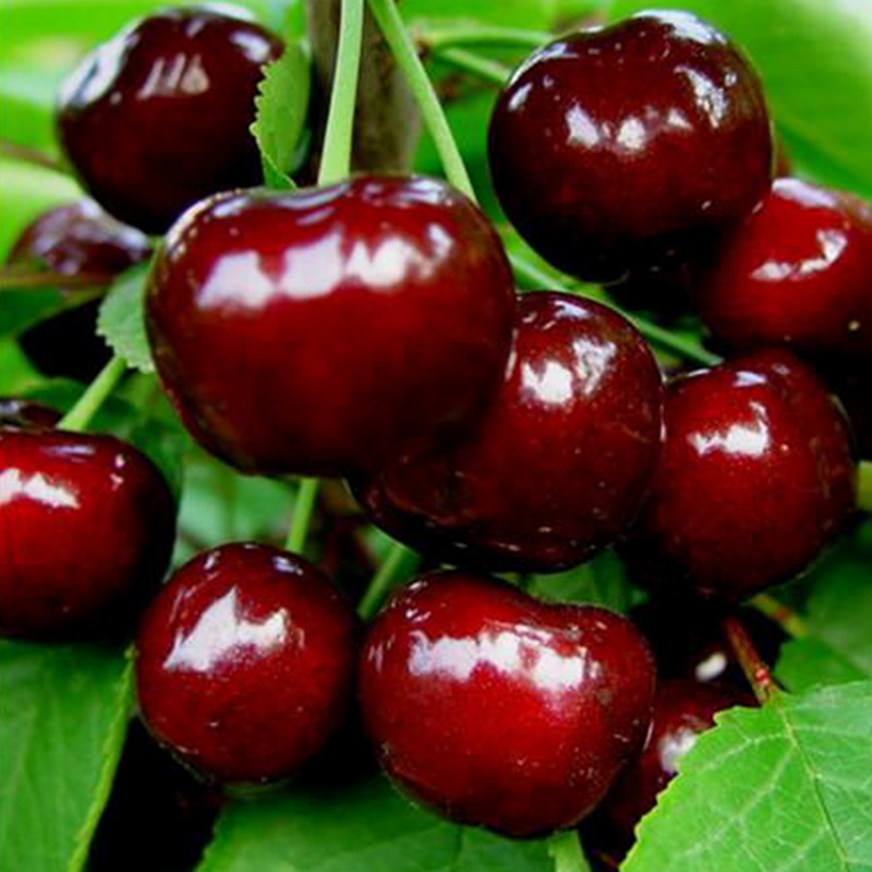 樱桃果粉樱桃粉国圣生物固体饮料原料粉