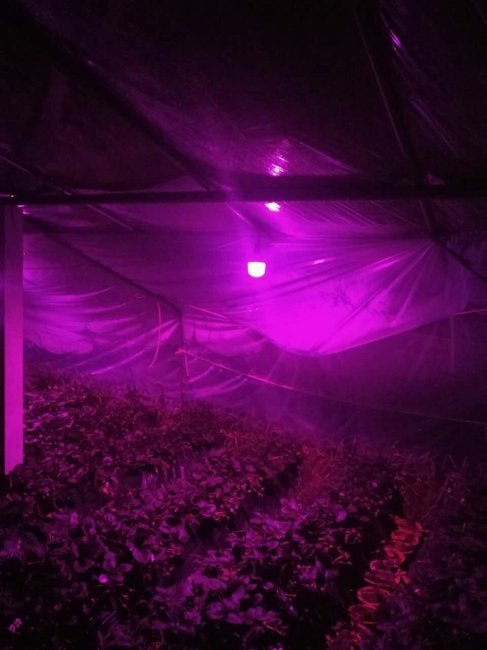 全光谱火龙果补光灯 e27led植物生长灯 草莓蕃茄大棚补光灯