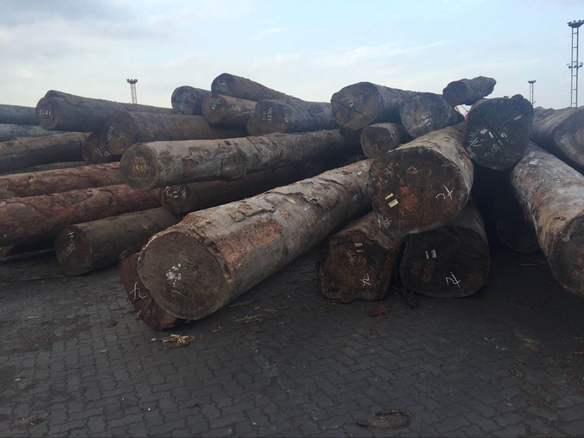 供应五亚果原木 第伦桃dl原木 工程建筑用材第伦桃原木